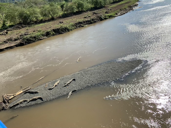 Crocodile-Costa-Rica